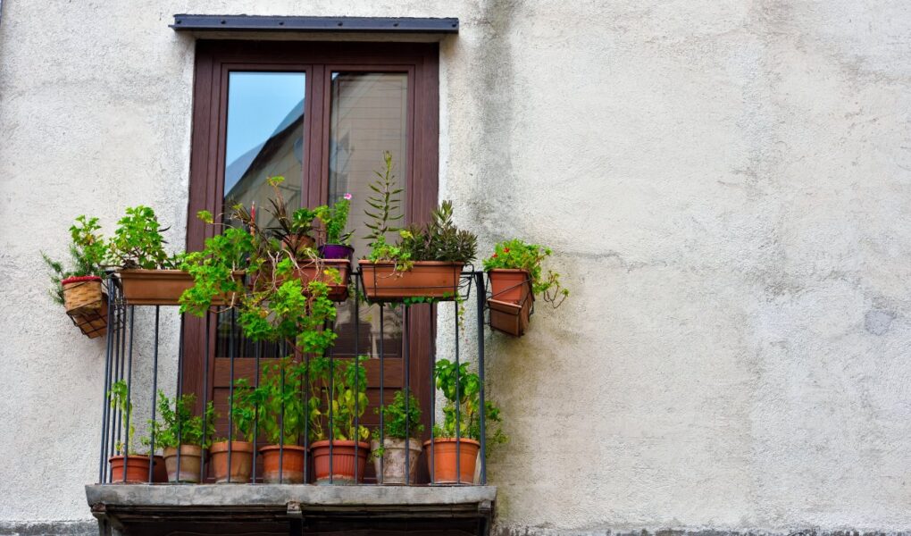 Rośliny na balkon — jak dobrać kwiaty do warunków?