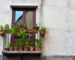 Rośliny na balkon — jak dobrać kwiaty do warunków?